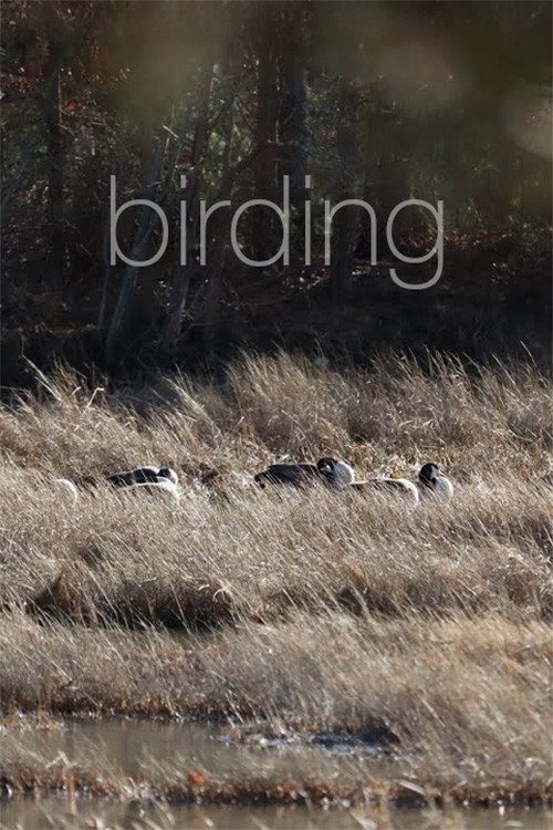 Birding