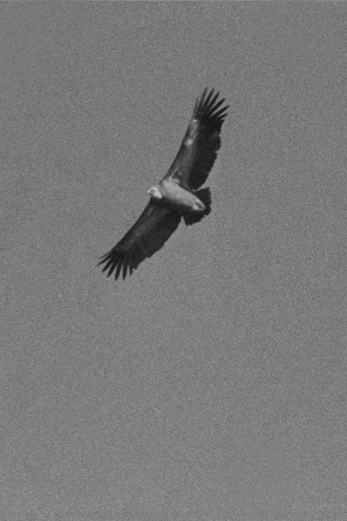 Vultures (2021) poster