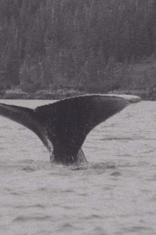 Whales (1980) poster