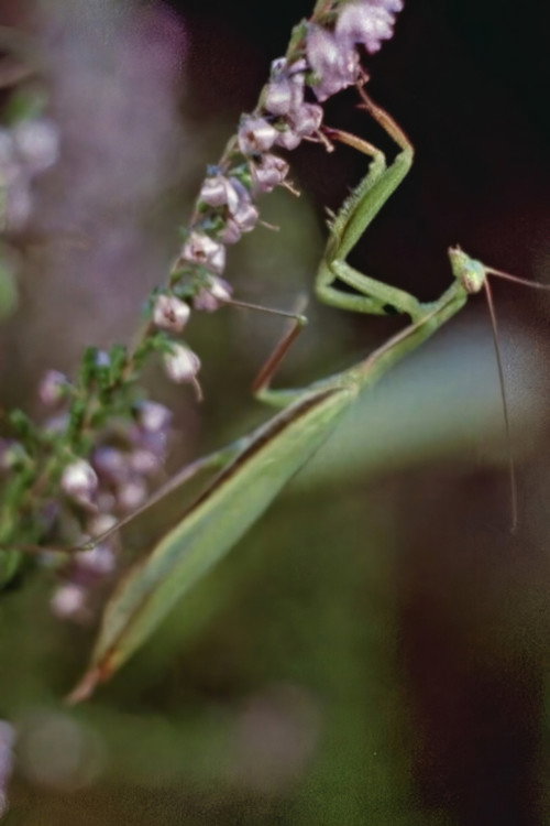 Praying Mantis (1959) poster