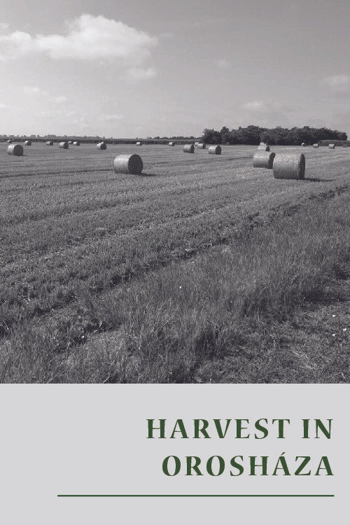 Harvest in Orosháza