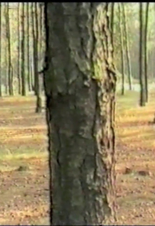 Dancing with Trees