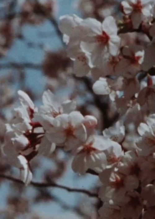 Sakura, Sakura