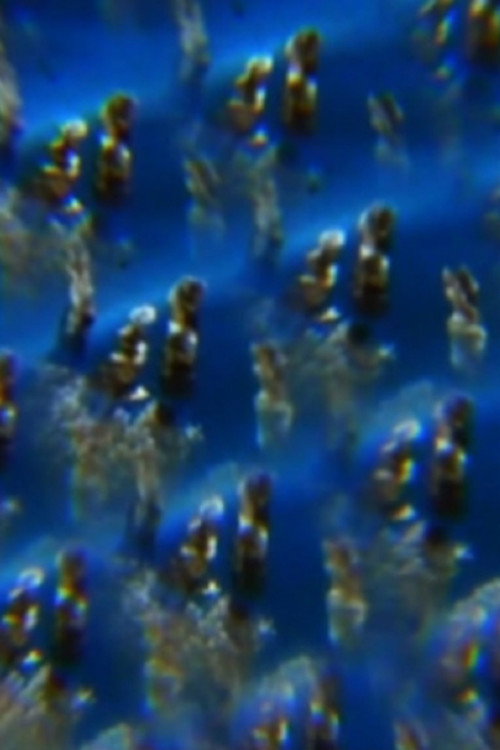 Jelly (2012) poster
