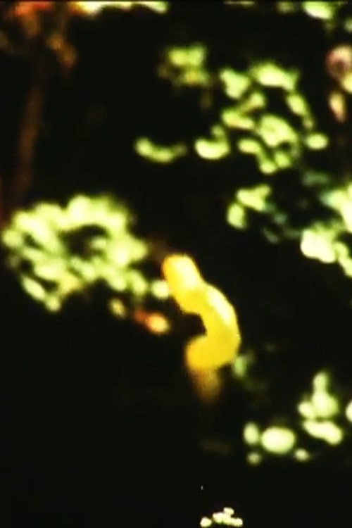 Caterpillar (1973) poster