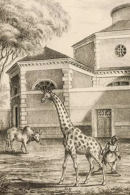 Night Falls on the Menagerie