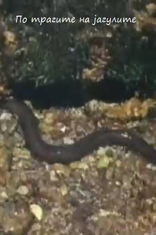 Following the Traces of the Eels