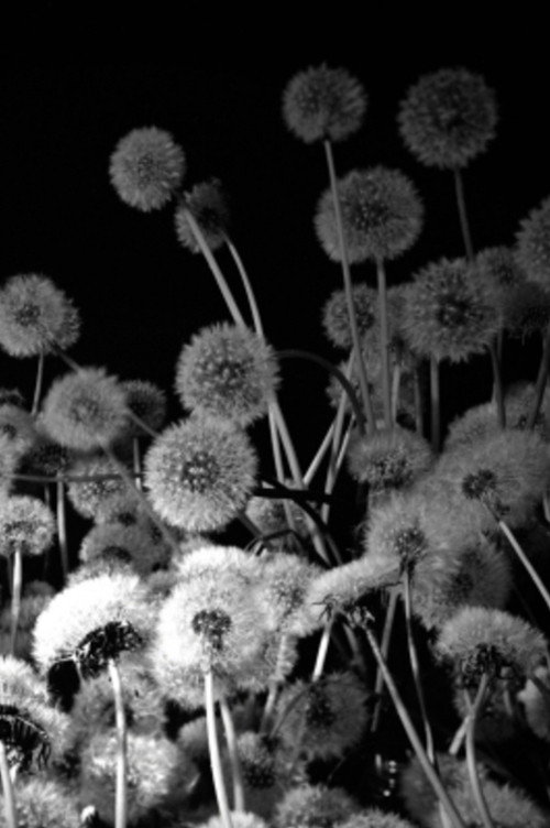 Dark Garden (2011) poster