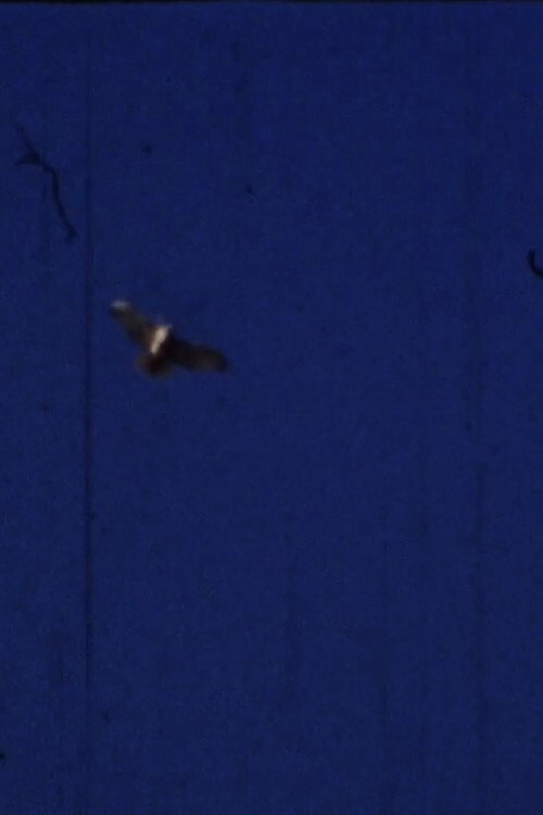 Flying Fish (2012) poster