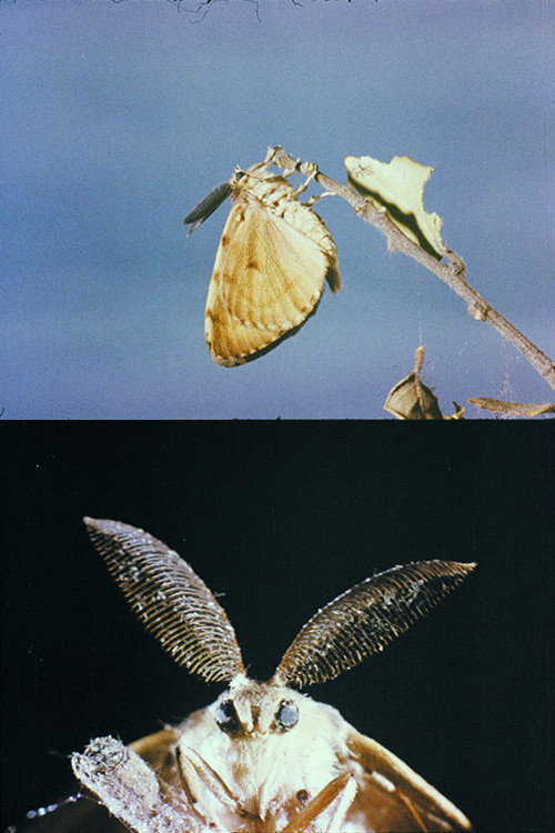 La lagarta